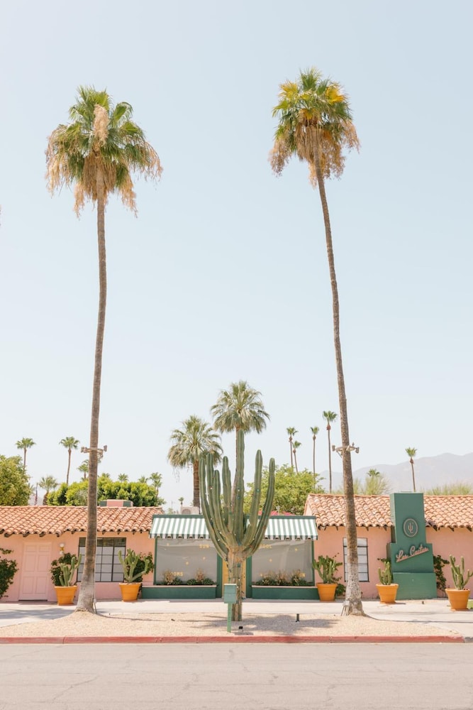Les Cactus 28/33