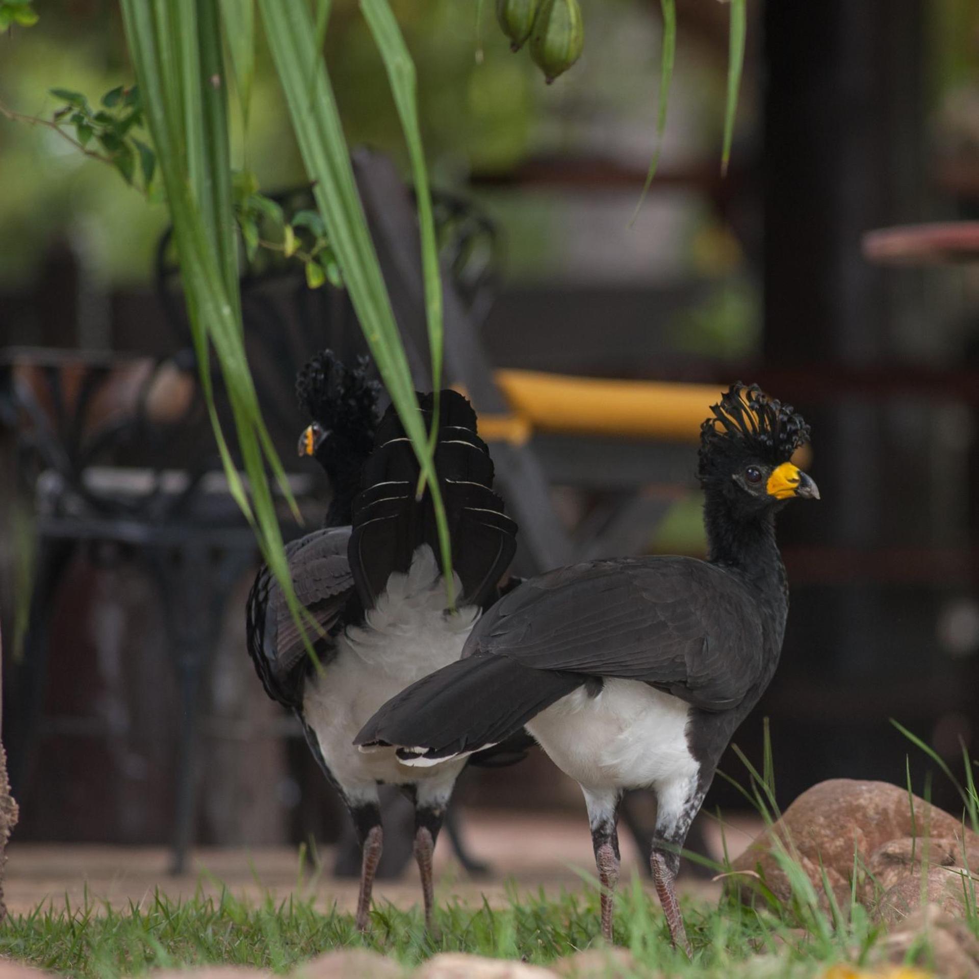 Pousada Araras Eco Lodge 19/50