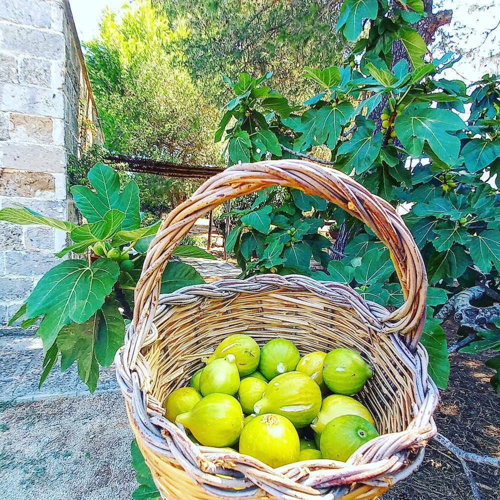 Masseria Fracchicchi 15/48