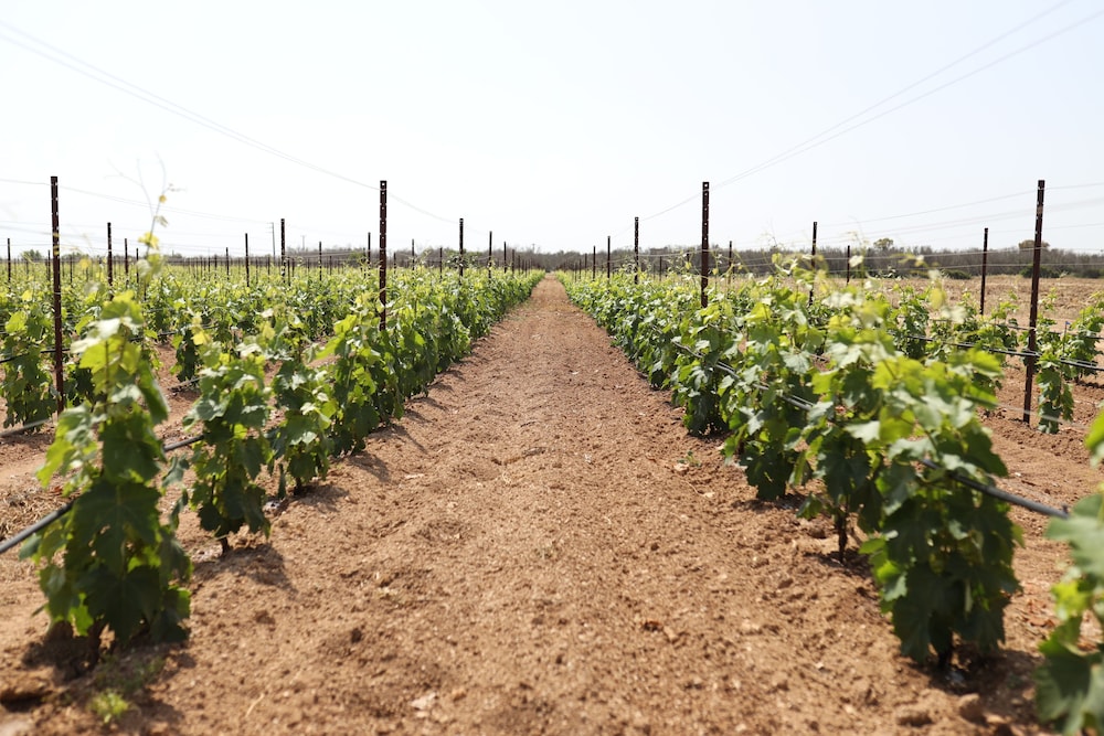 Tenuta Monacelli Masseria Giampaolo 77/80