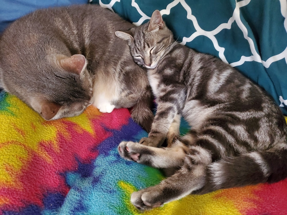 The One Cat B And B 41/44