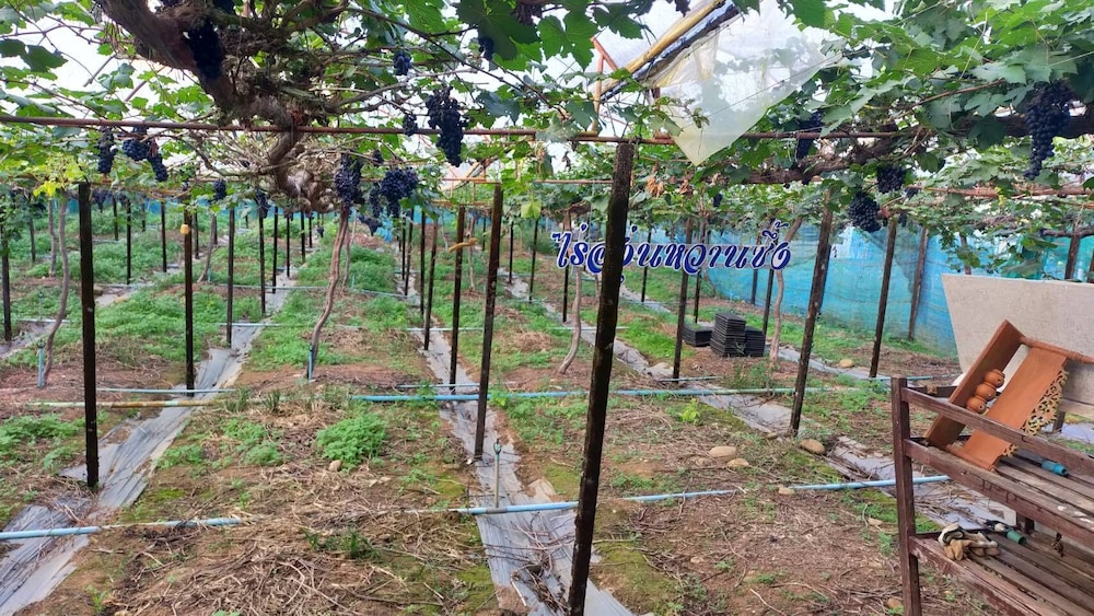 Mong Homestay Resort 40/47