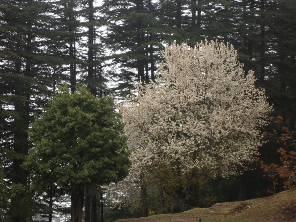 Honeymoon Inn Mussoorie 35/42
