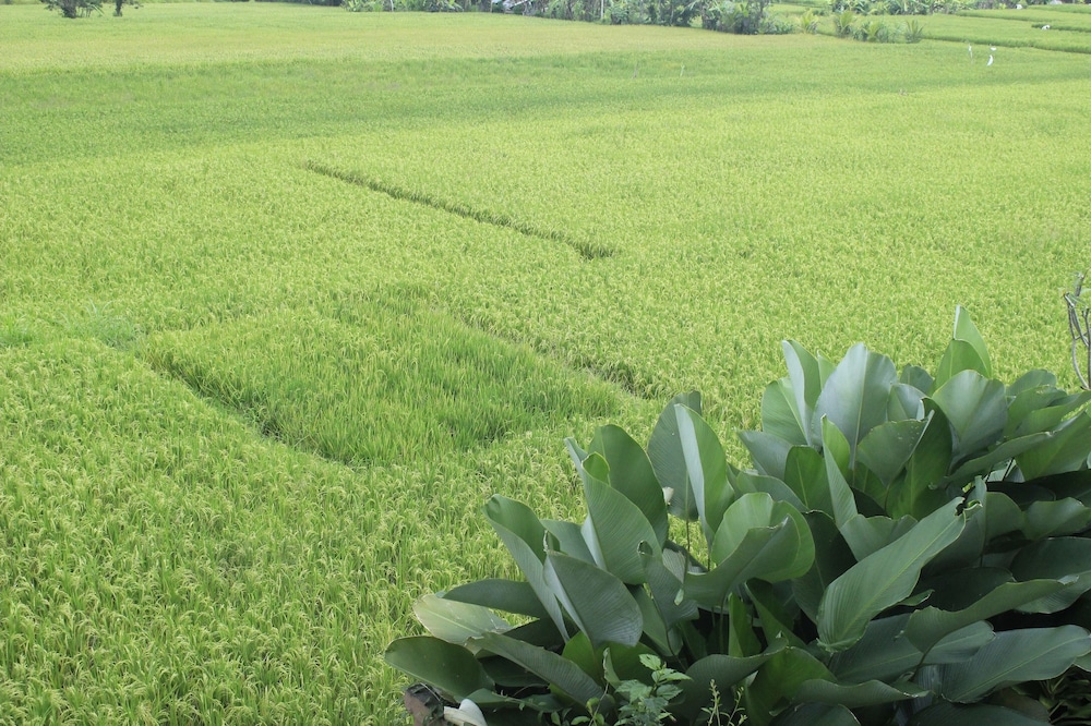 Heaven Villa Ubud 37/50