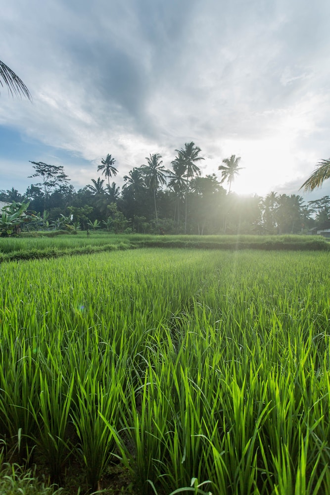 Ubud Luwih Villa 29/50