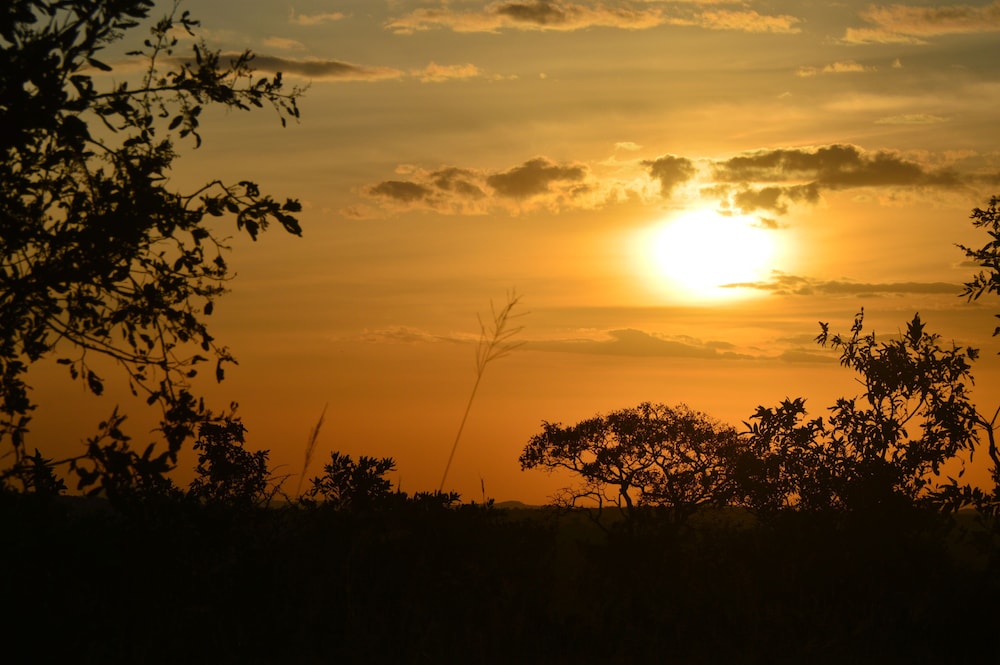 Gnu Mara River Camp 33/50