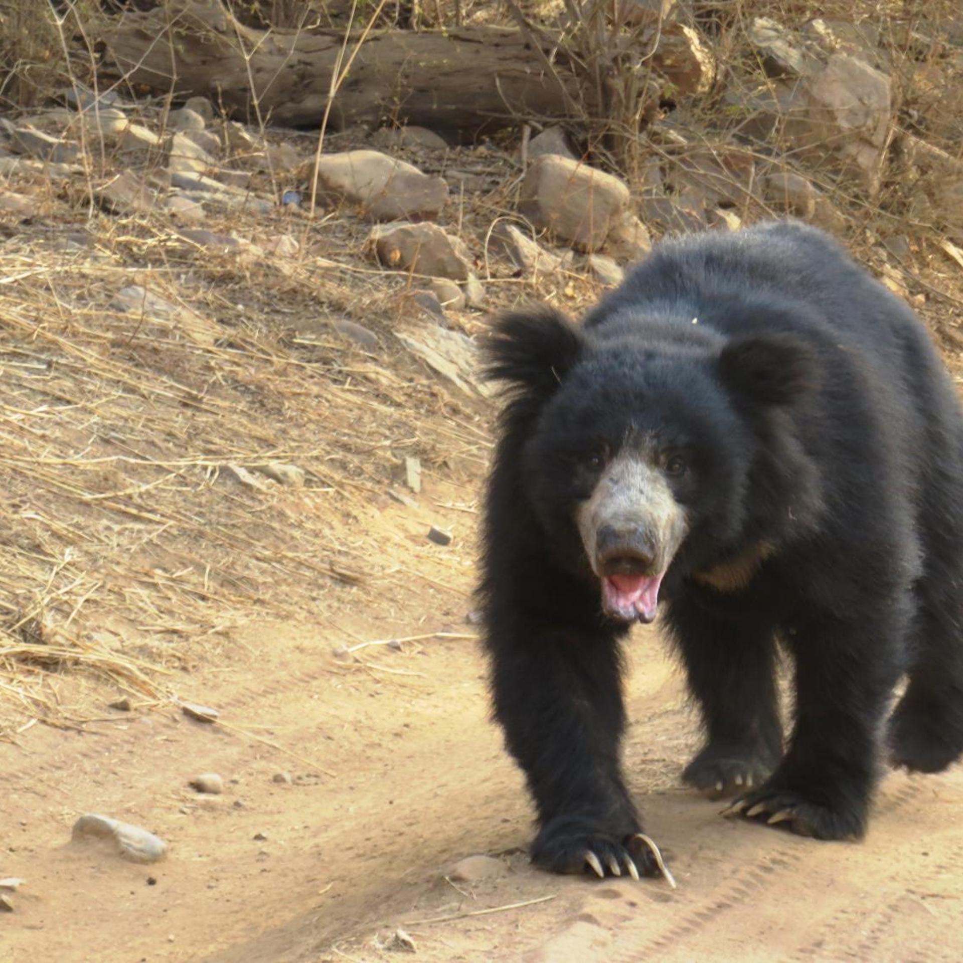 Treebo Rajputana Ranthambore 43/50