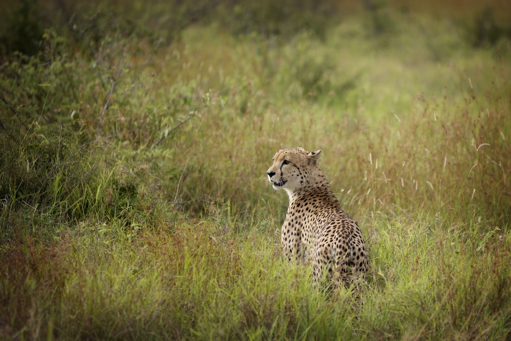 Lukimbi Safari Lodge 39/49