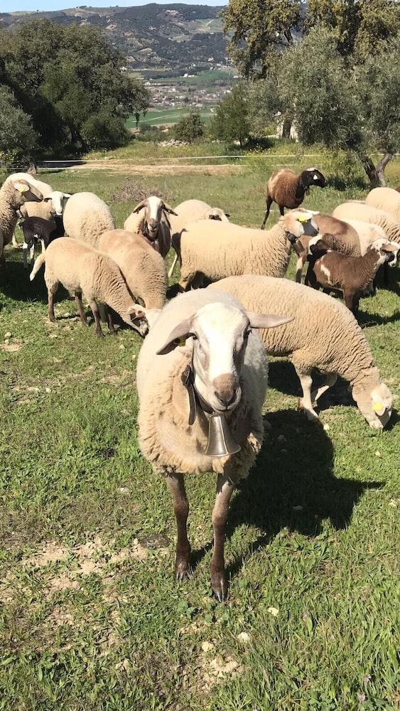 Cortijo LA Organic 32/48
