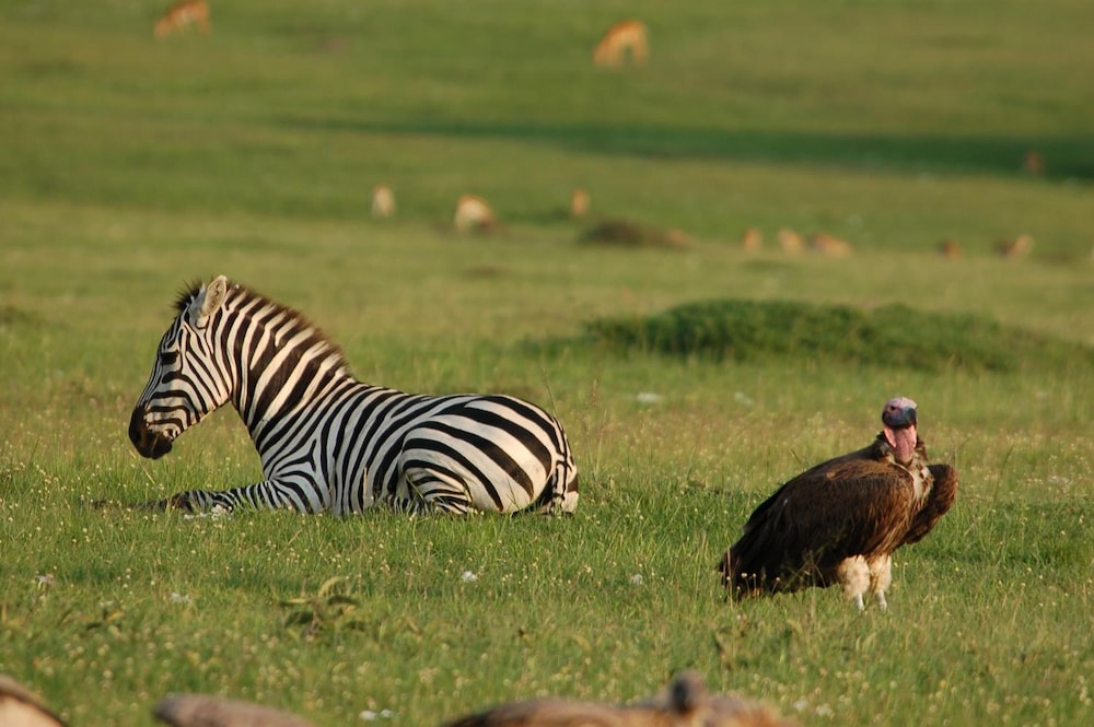 Mara Intrepids Tented Camp 26/49