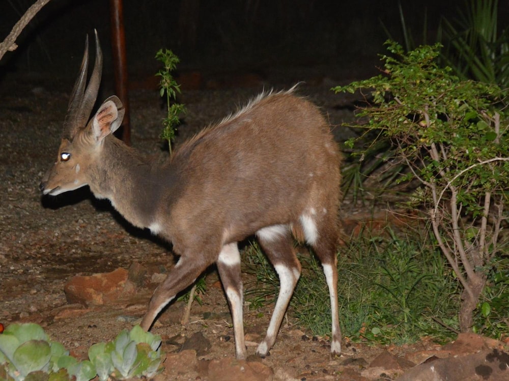 Bona Ngwenya Lodge 37/45