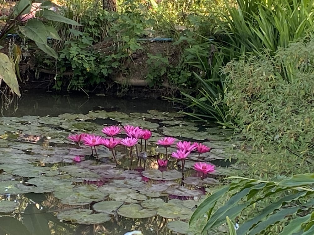 PURA VIDA PAI RESORT 54/65