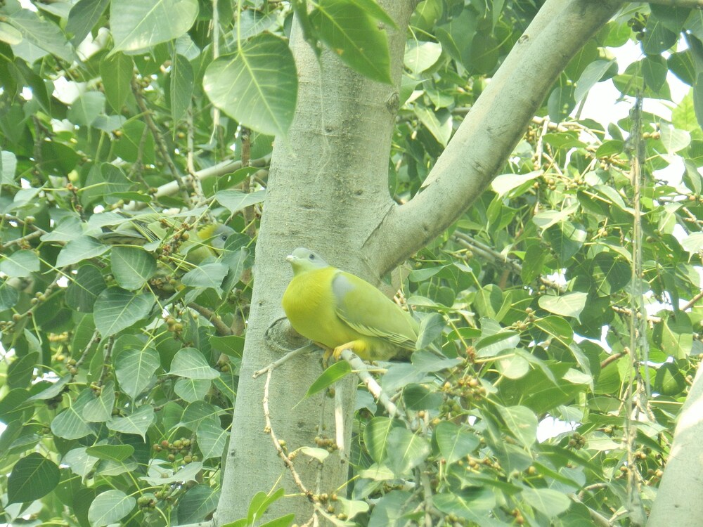 Jai Niwas 40/50