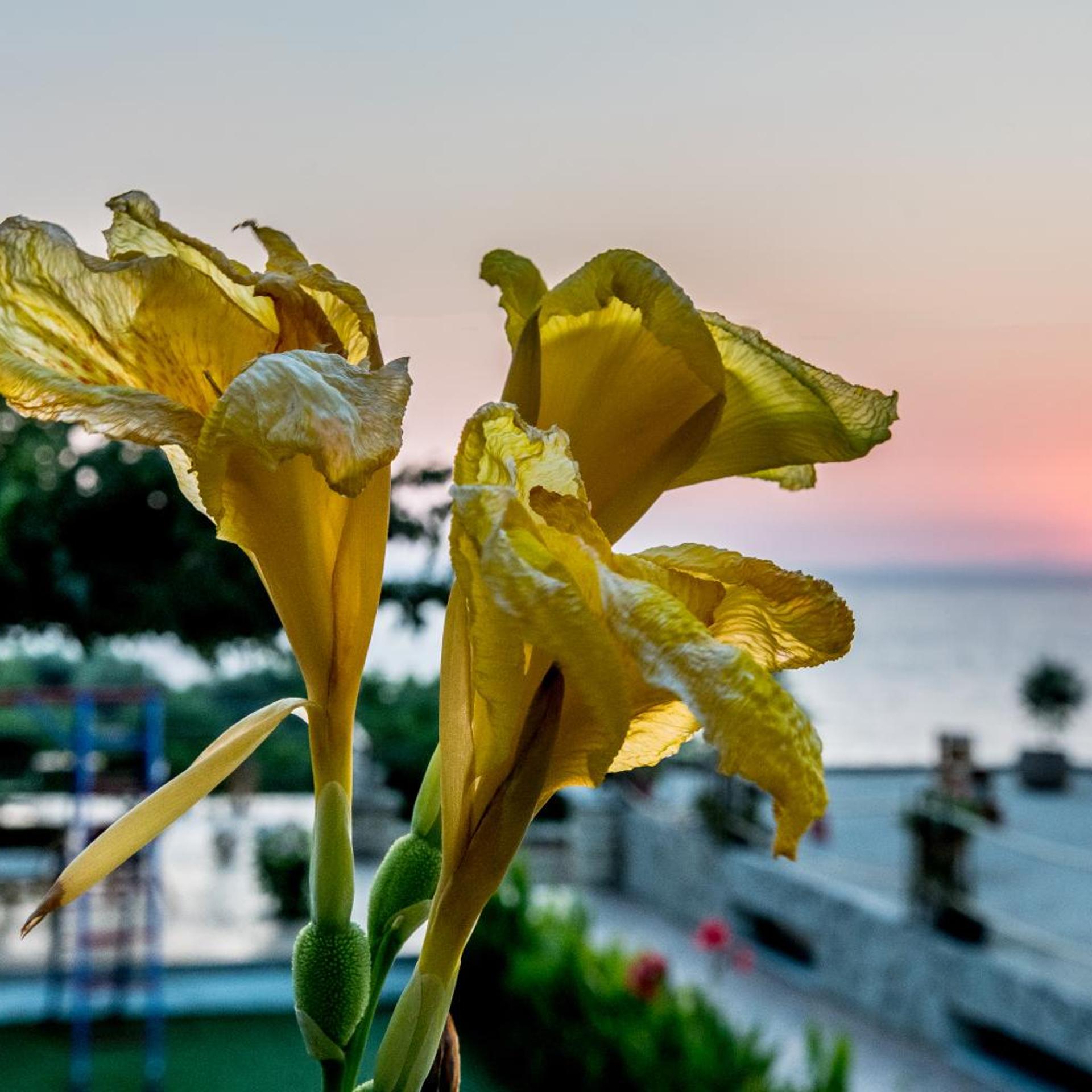 Agios Thomas Hotel 39/66