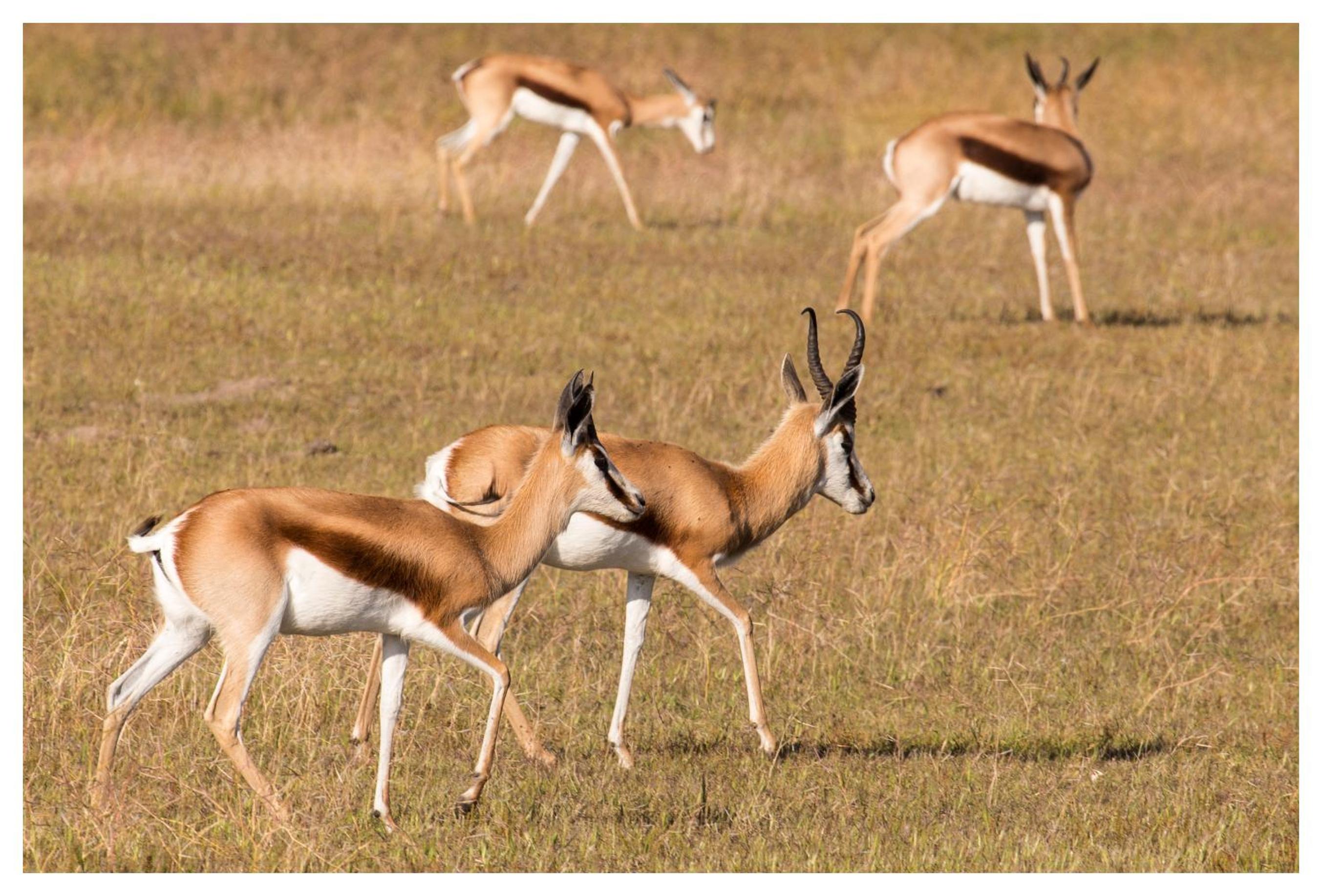 Thali Thali Game Lodge 12/50
