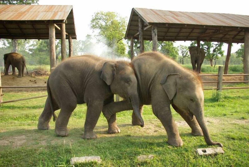 Jungle Wildlife Camp 28/41