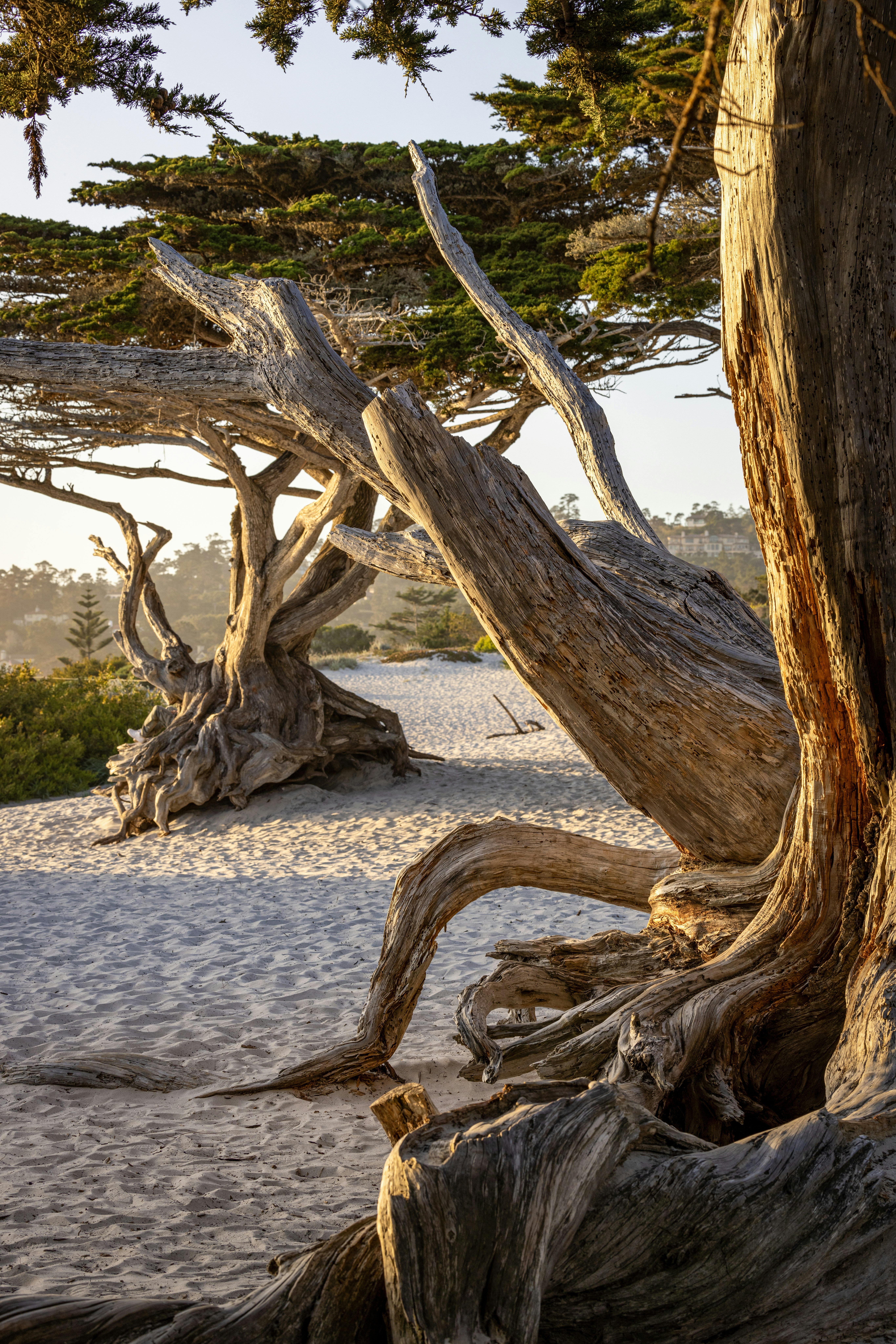 Home2 Suites by Hilton at the Dunes on Monterey Bay 15/15