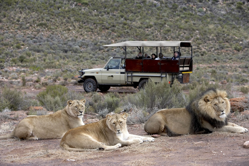 Aquila Private Game Reserve 29/65