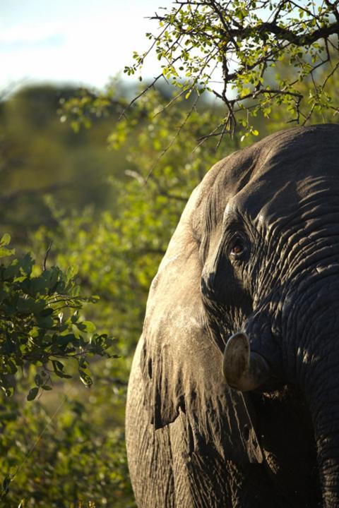 Imagine Africa Luxury Tented Camp 44/50