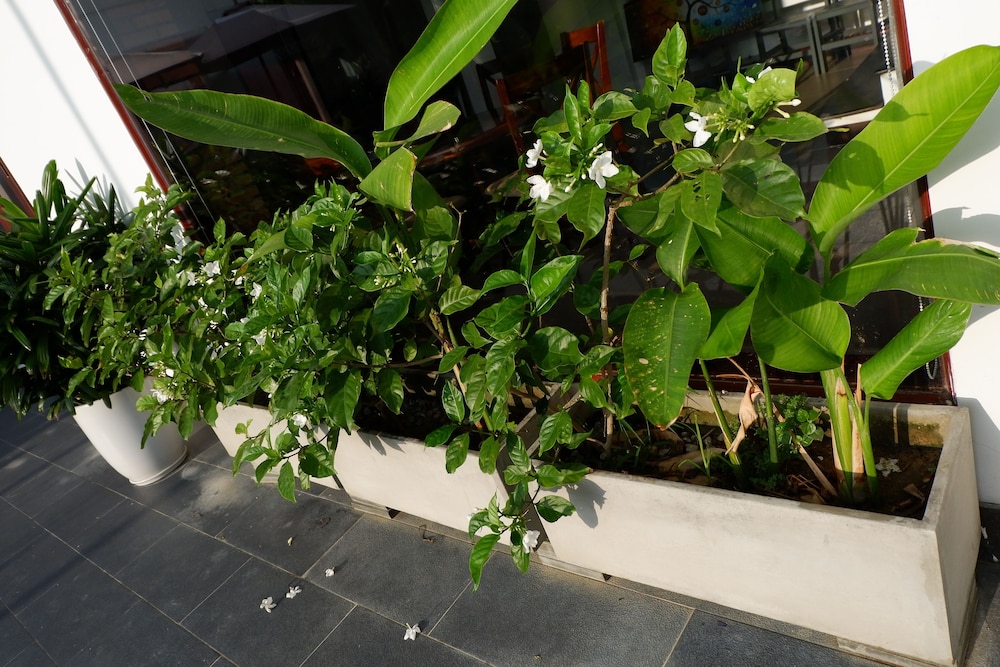 Hoi An Lotus Aroma 43/57