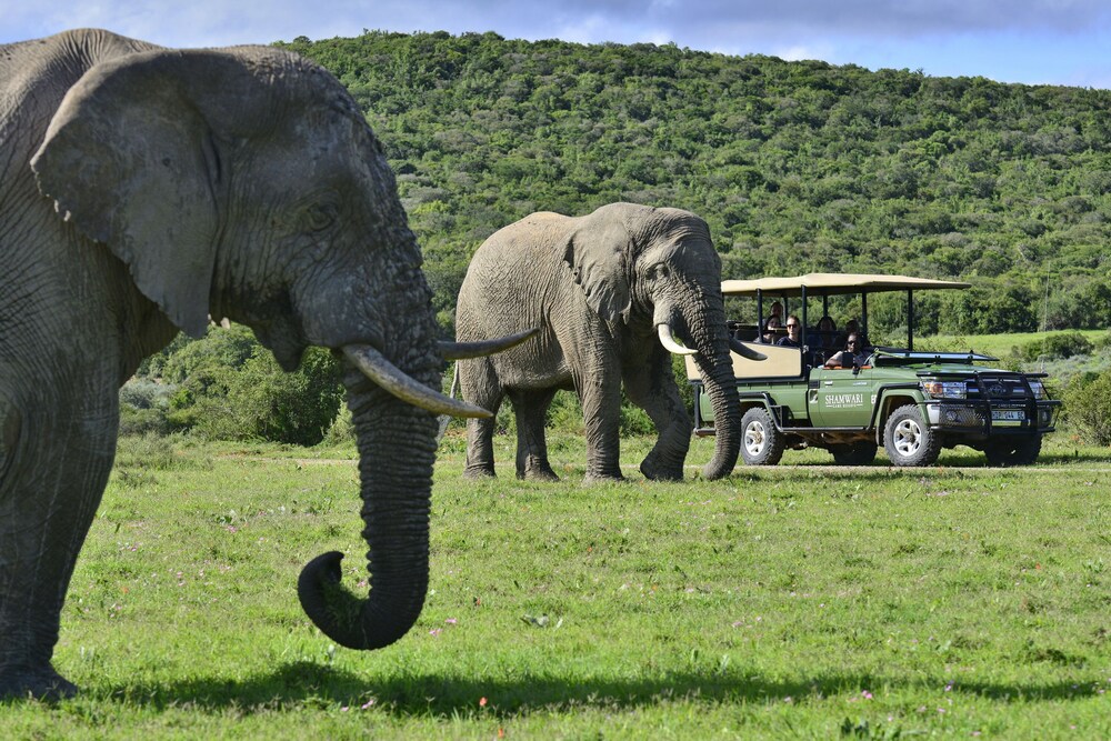 Shamwari Game Reserve - Riverdene 23/50