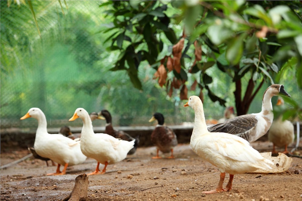 HARVEST FRESH FARM STAY 16/23
