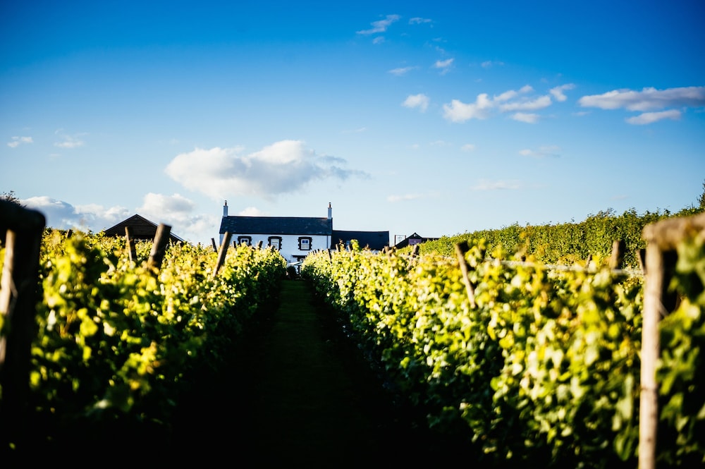 Llanerch Vineyard 36/50