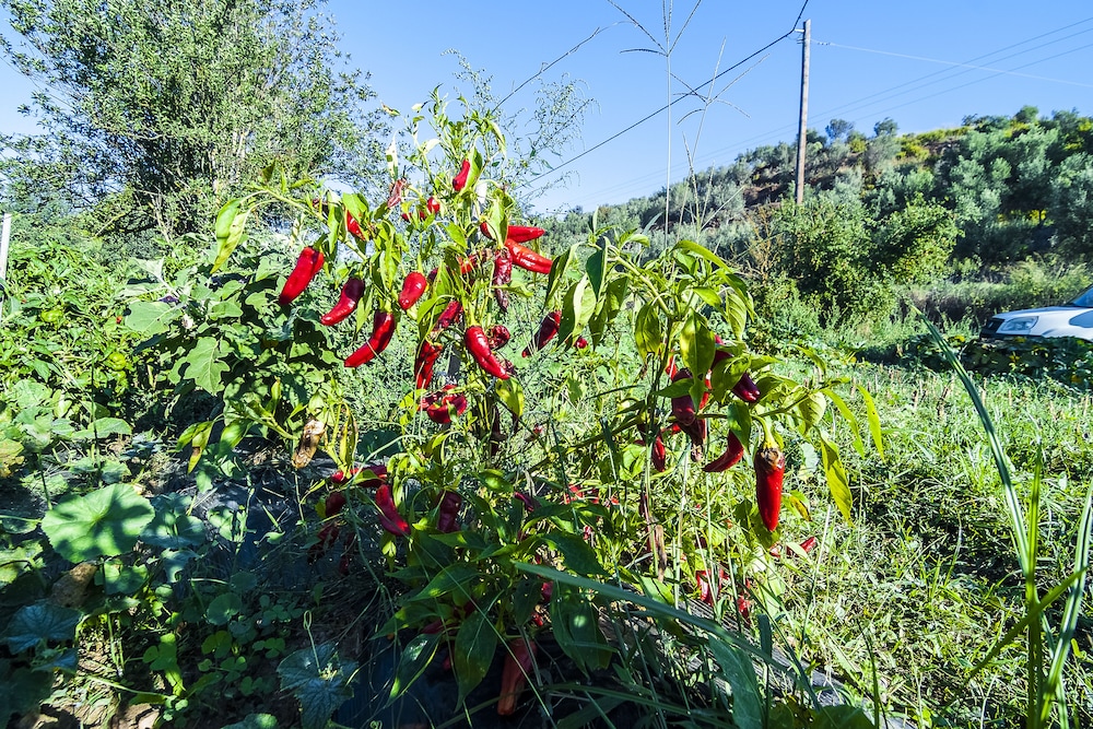 Pyrgos Petropoulaki 35/50