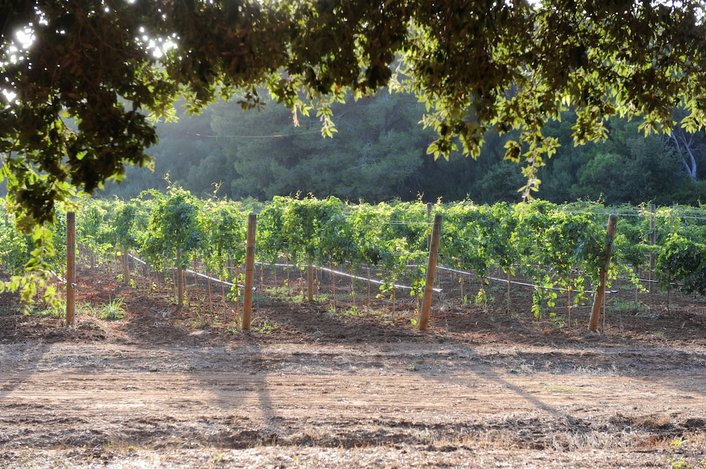Tenuta Vigna Corallo 34/50