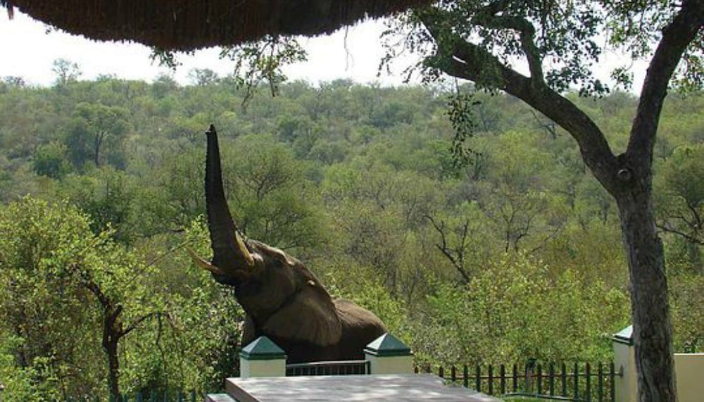 Muweti Bush Lodge 35/46