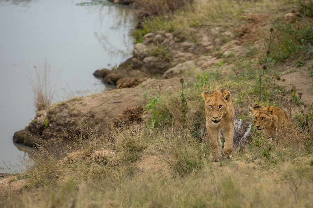 Hamilton Tented Camp 14/56