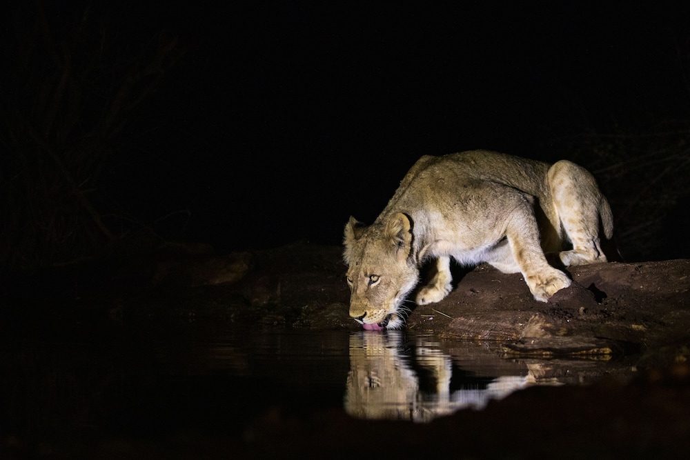 Antares Bush Camp & Safaris 15/50