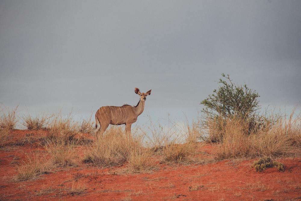 Kalahari Anib Lodge 68/71