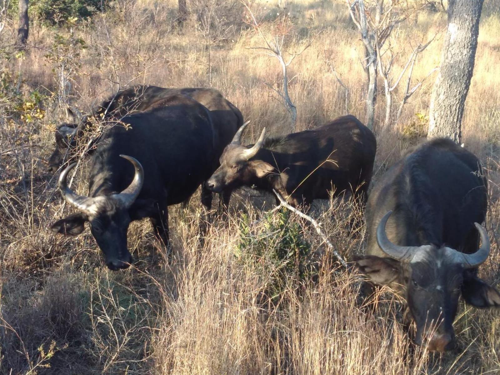 Moletani Game Ranch 42/50