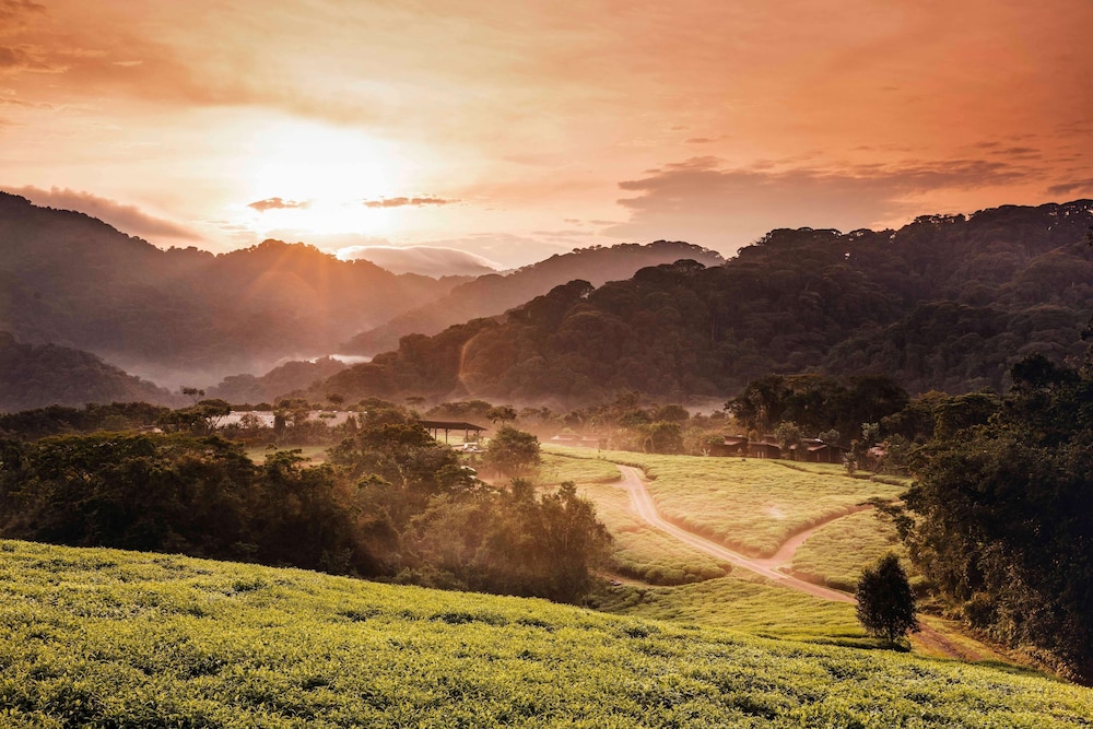 Nyungwe Tea Forest Resort 55/71