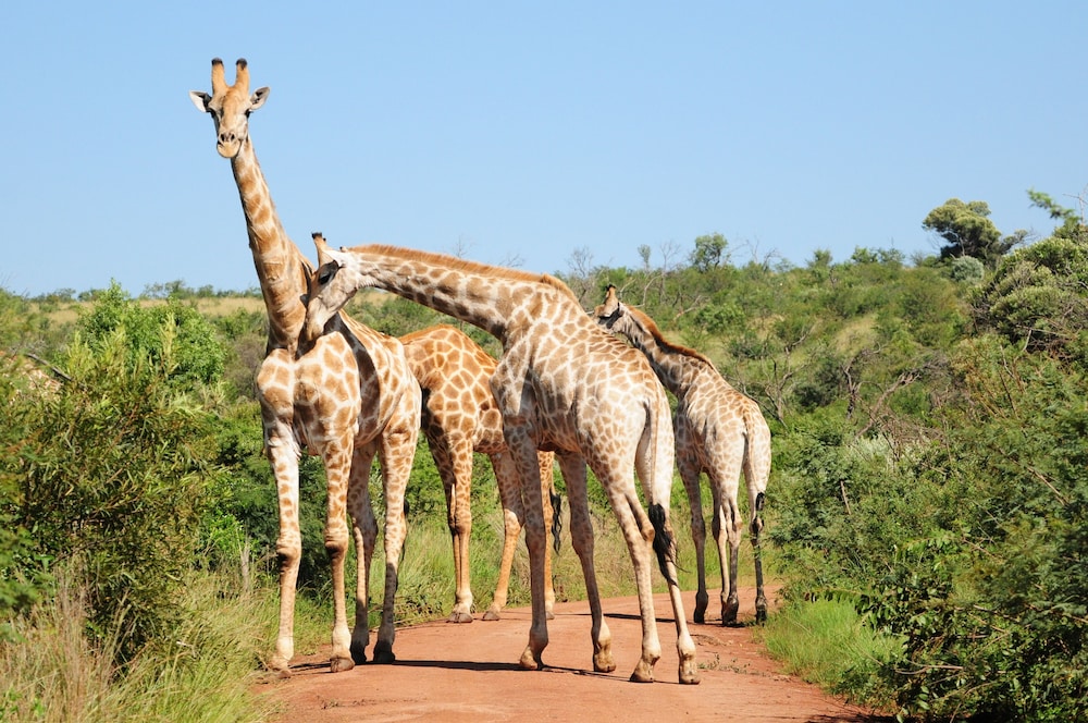 Morokolo Safari Lodge 29/82