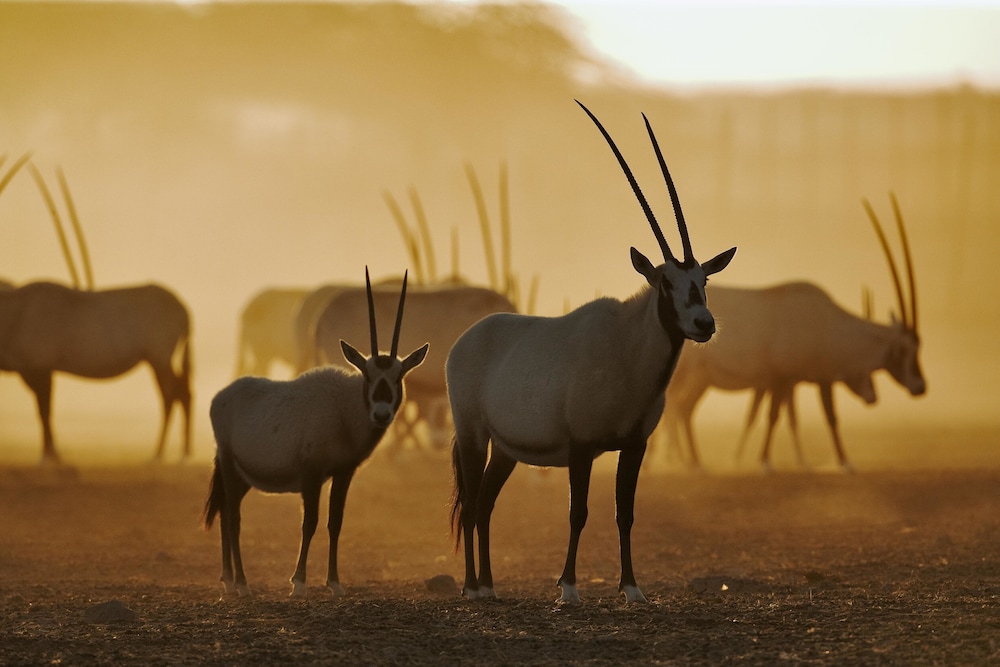 Anantara Sir Bani Yas Island Al Sahel Villa Resort 55/61