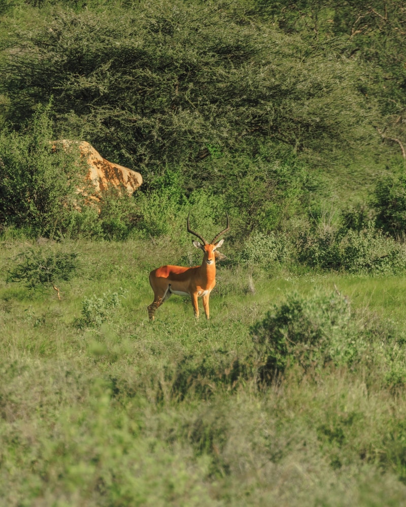 Samburu Intrepids Tented Camp 25/49