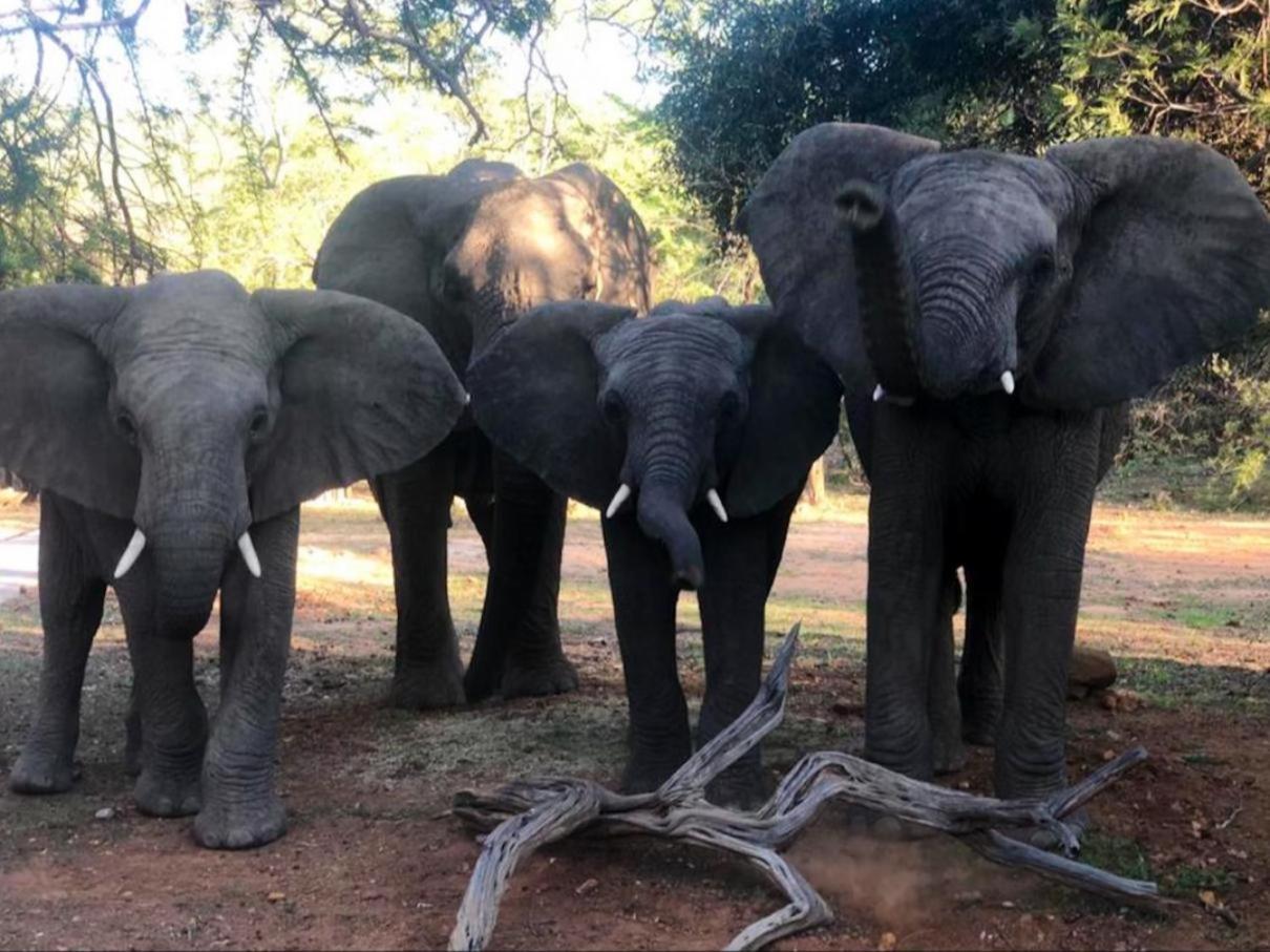 Mabalingwe Elephant Lodge 256a 28/48