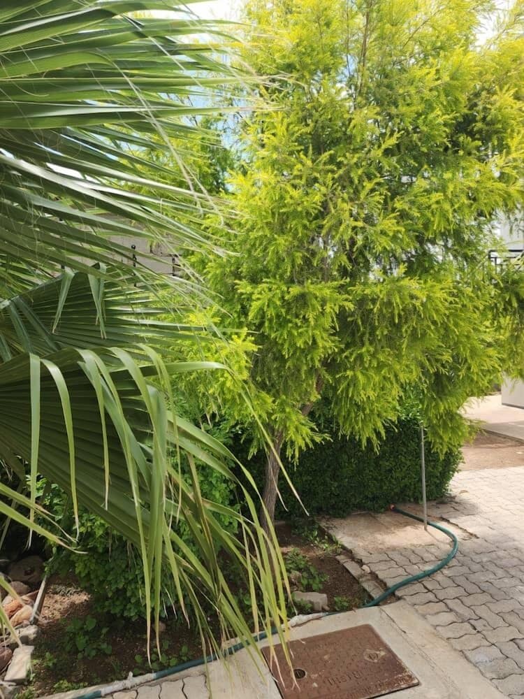 Cycad Palm Hotel 39/50