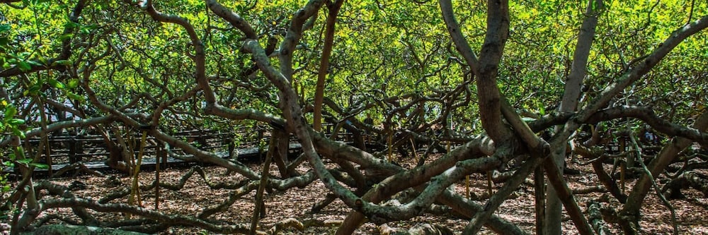 surroundings