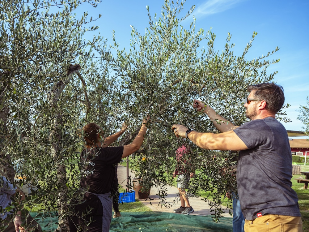 Agriturismo Podere Diacceroni 67/69