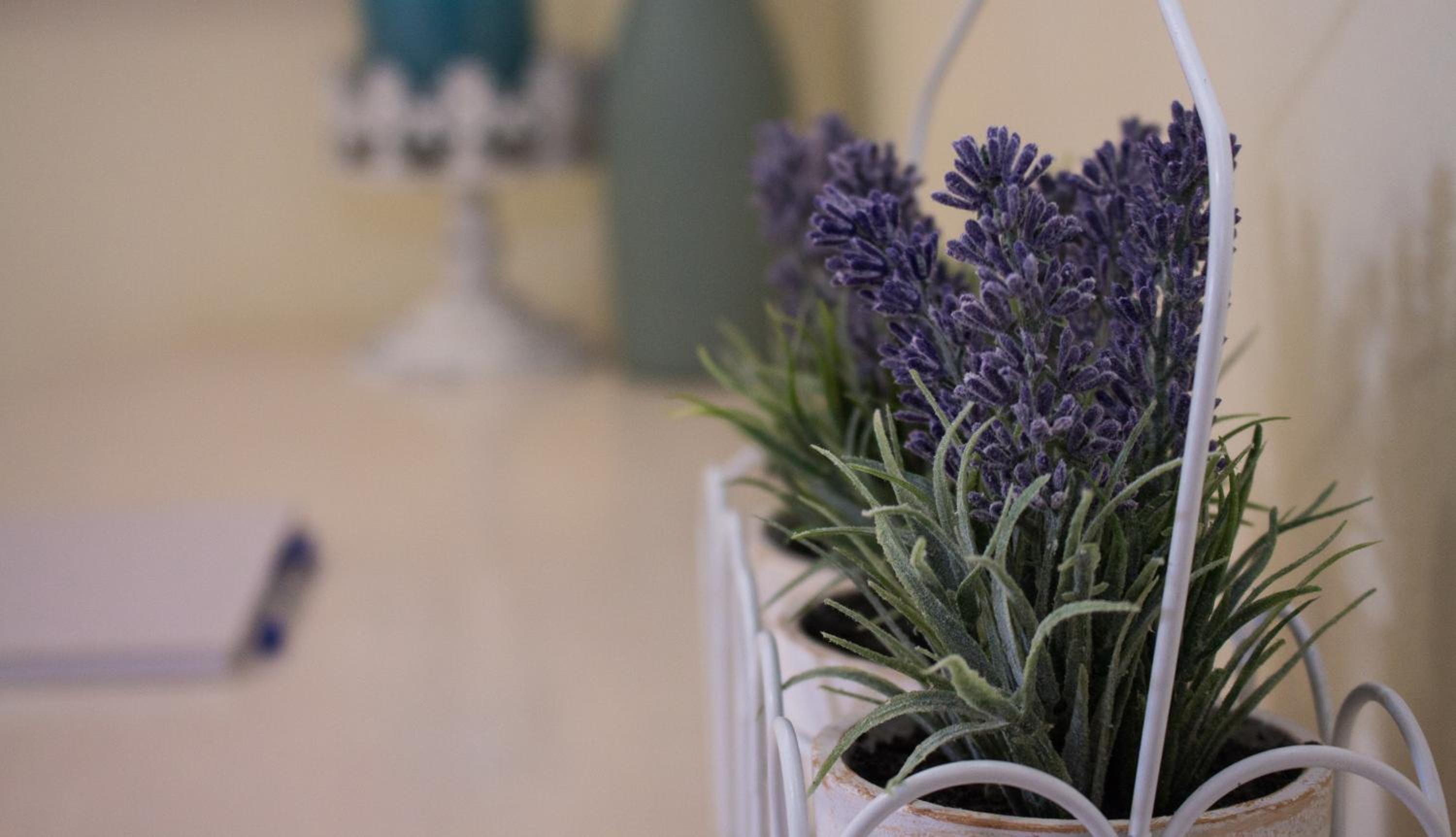 Lavender Lane Guest House [VR] 7/18