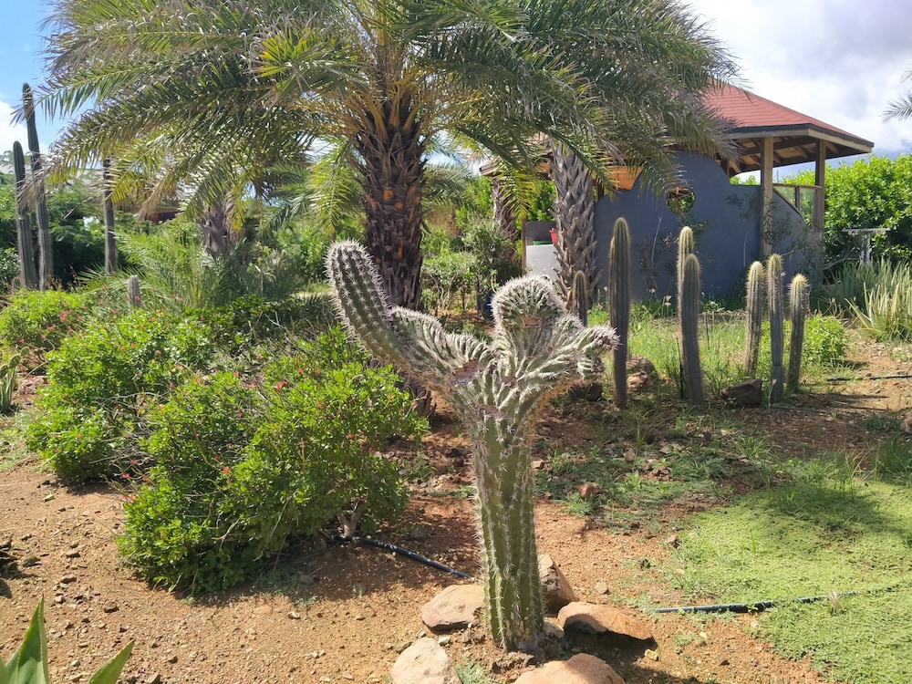 Red Palm Village 39/50