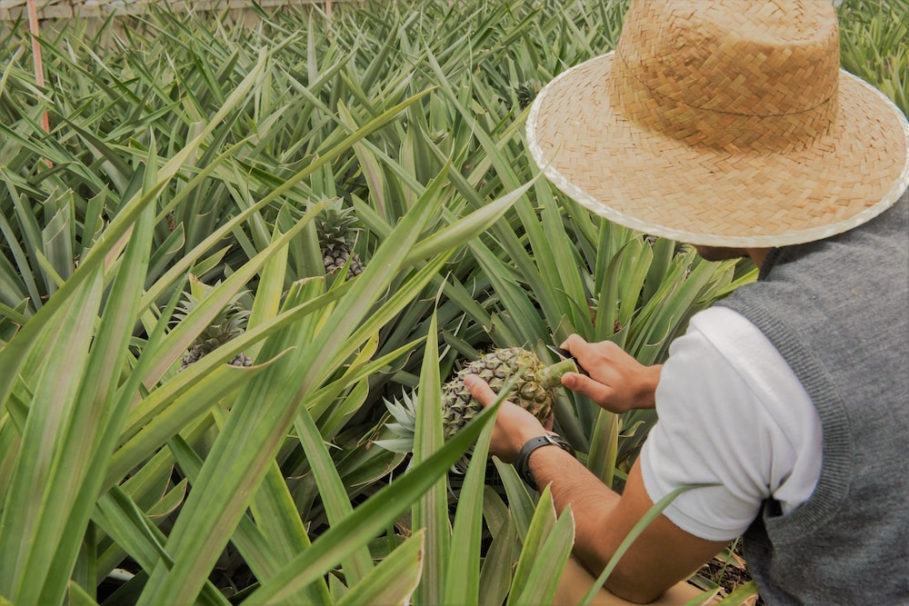 Herdade Do Ananas 61/65