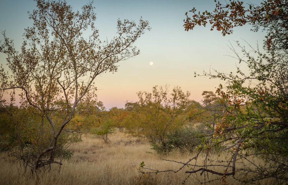 Mbizi Bush Lodge 33/50