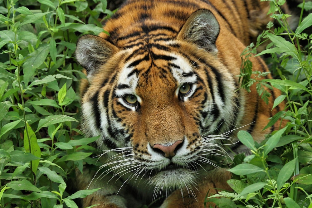 Holiday Inn Express And Suites Eagan Minneapolis Area 39/51