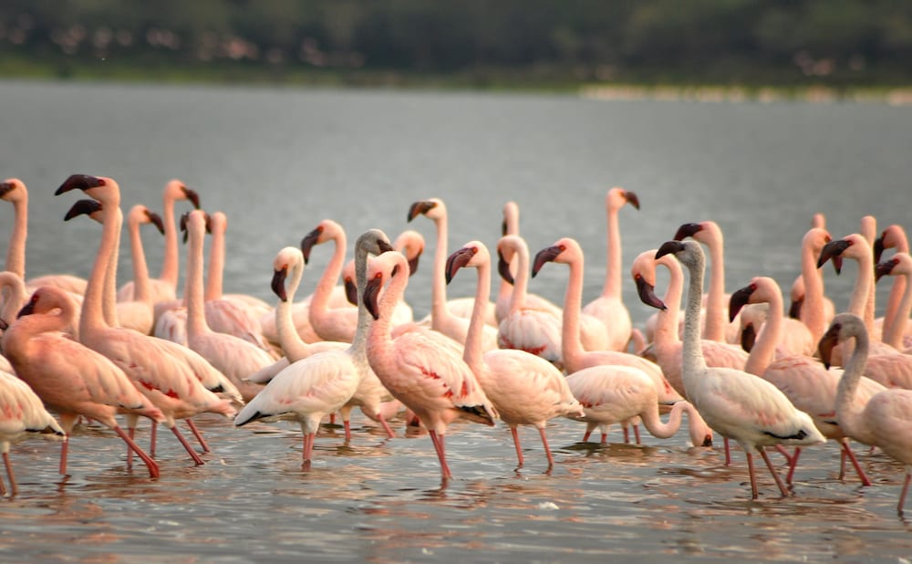 Muthu Lake Naivasha Country Club, Naivasha 43/46