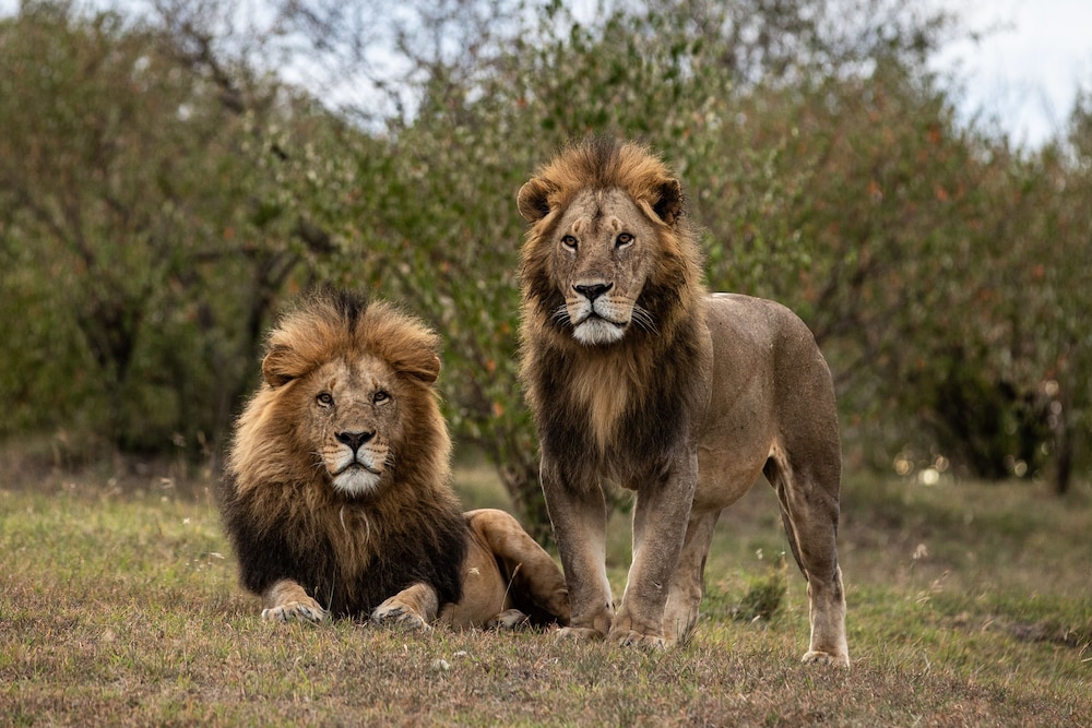 Mahali Mzuri - All-Inclusive 26/32