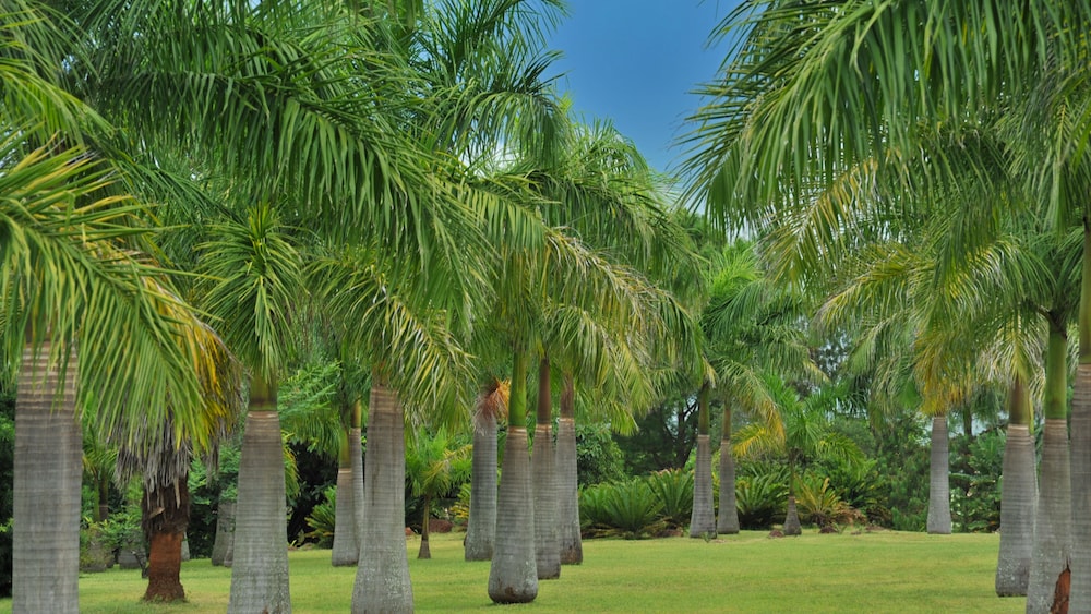 Summerfield Luxury Resort & Botanical Garden 33/44